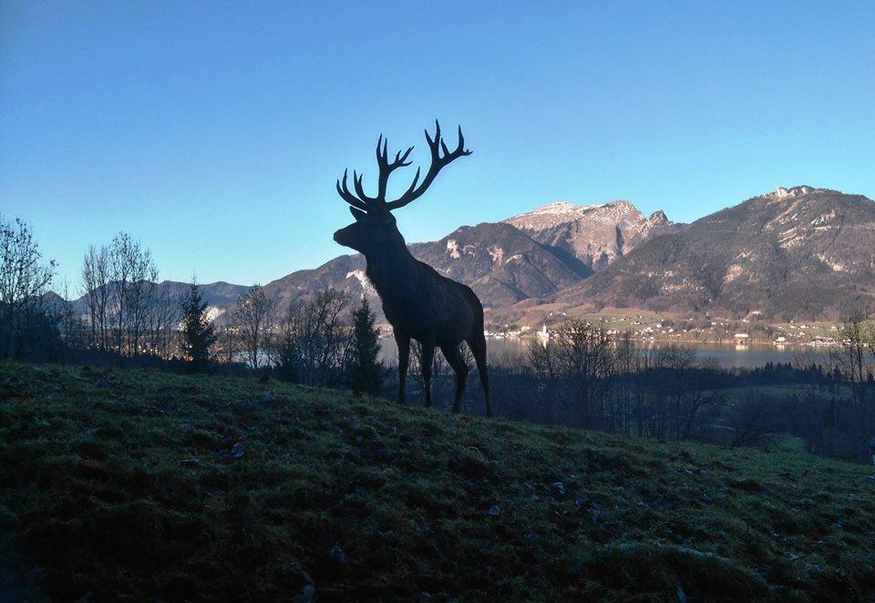 Appartamento Haus Rosswiese Strobl Esterno foto